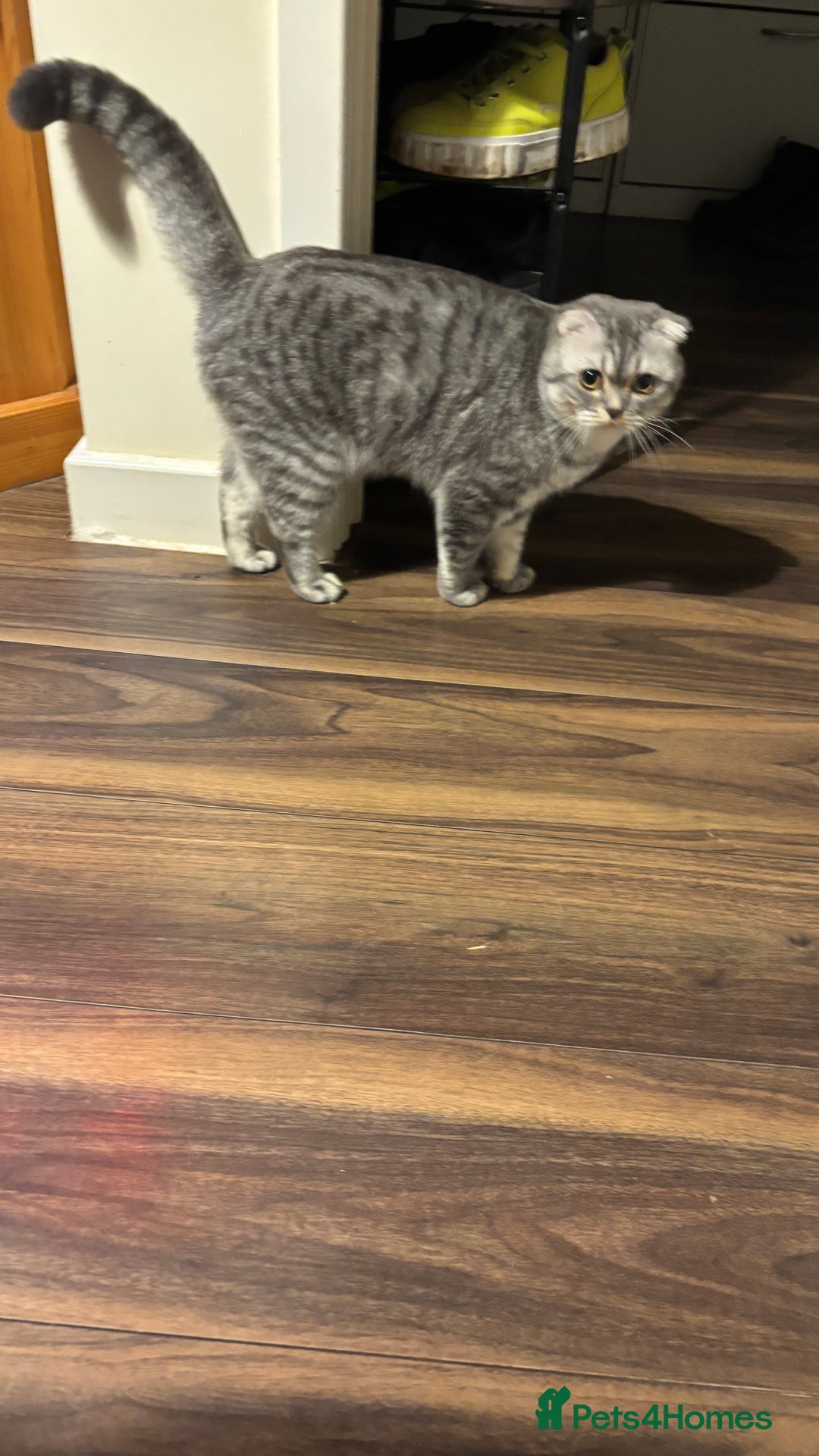 Scottish Fold cats for stud: Beautiful Scotish fold boy for stud  - Advert 6