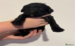 Mixed Breed dogs for sale: Beautiful unique puppies  - Image 12