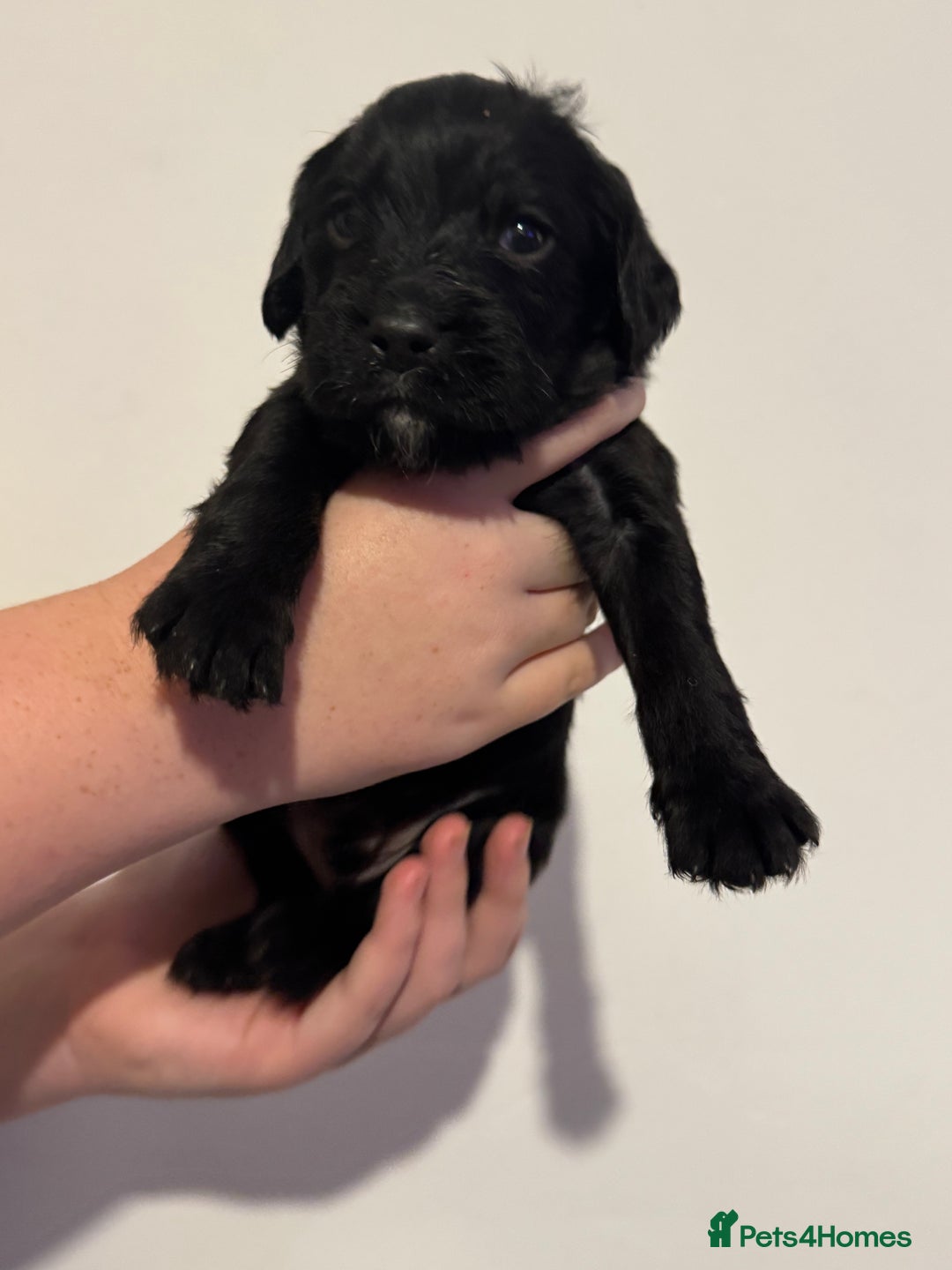 Mixed Breed dogs for sale: Beautiful unique puppies  - Image 12