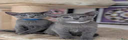 Russian Blue cats for sale: Full Pedigree American Line Russian Blue  - Advert 7