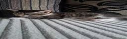 Mixed Breed cats for sale: 4 beautiful cats looking for a new home  - Advert 5