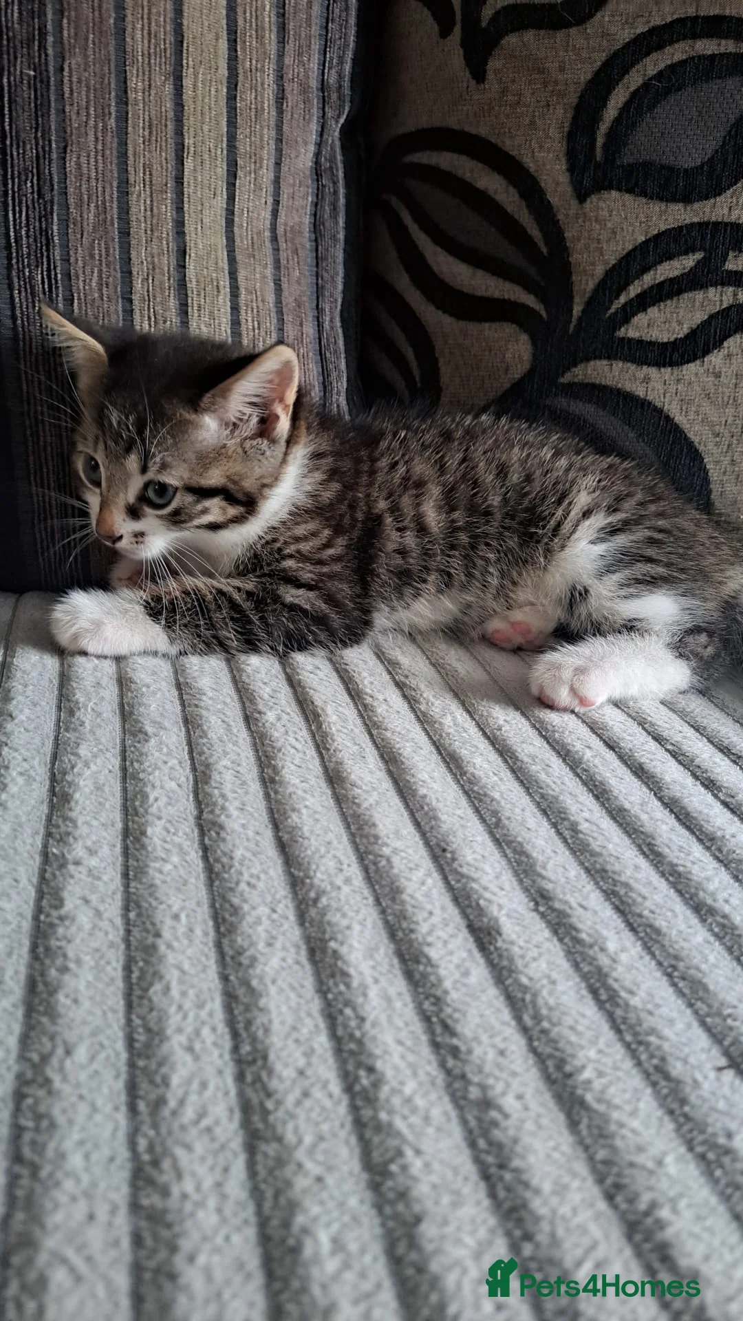 Mixed Breed cats for sale: 4 beautiful cats looking for a new home  - Advert 5