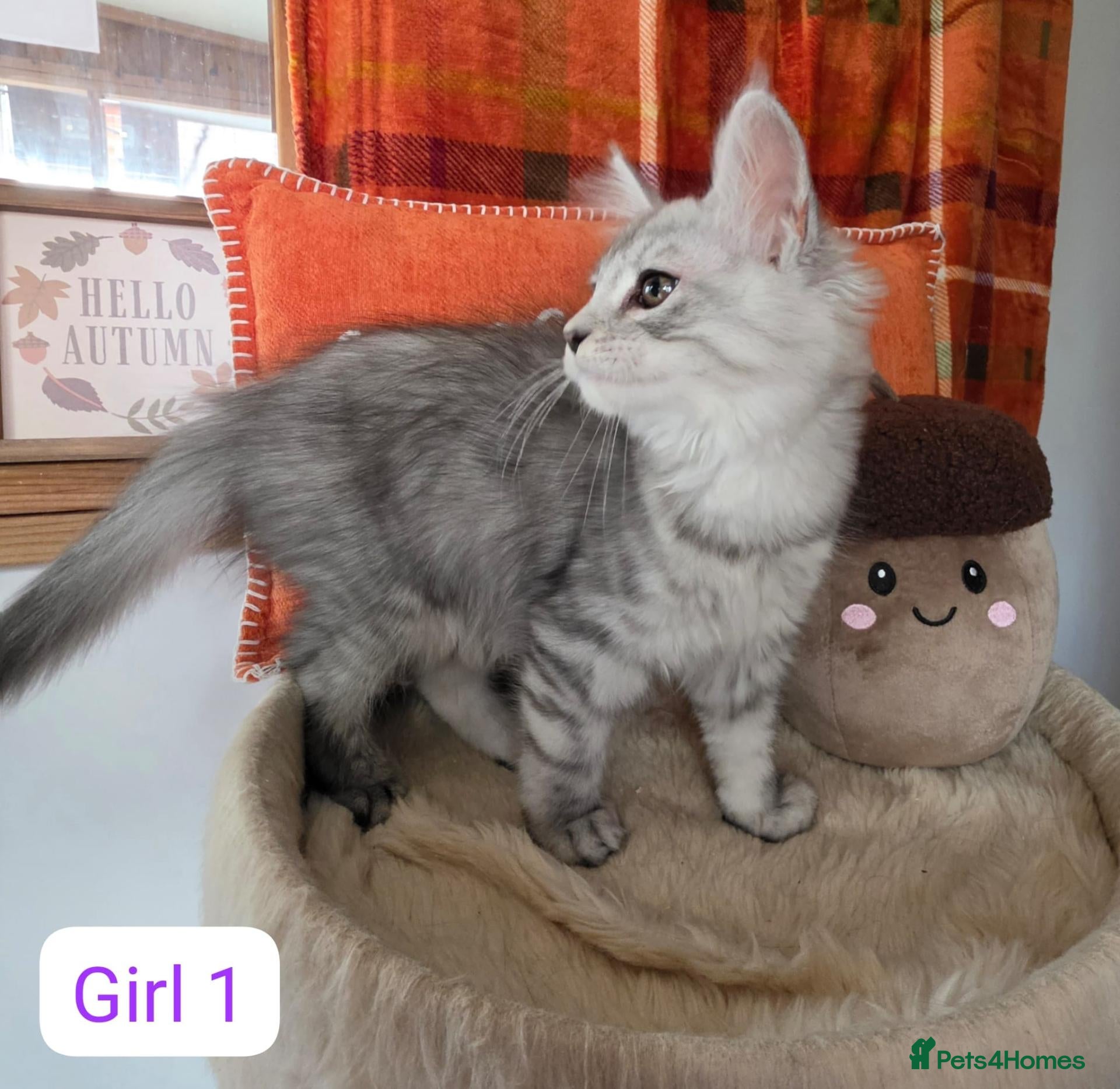 Maine Coon cats BEAUTIFUL MAINE COON KITTENS, POLY AND NON POLY  - Advert 1