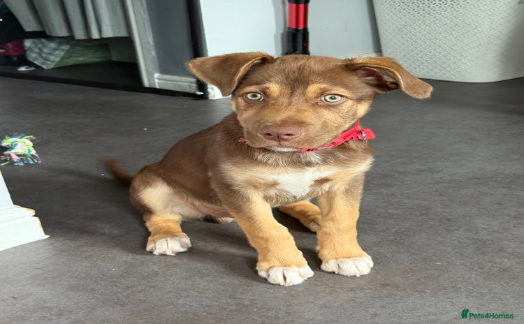 Mixed Breed dogs - Advert 3