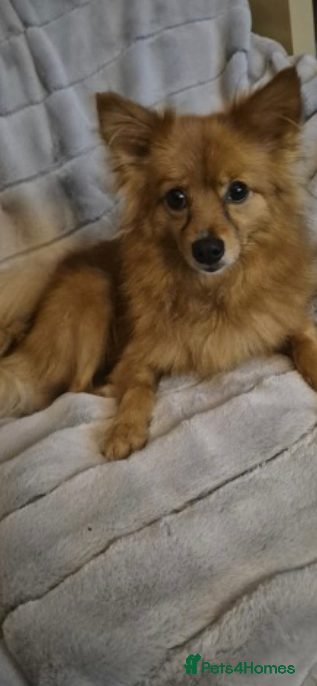 Mixed Breed dogs for sale: German spitz cross - Advert 1