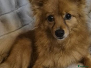 Mixed Breed dogs German spitz cross - Advert 1