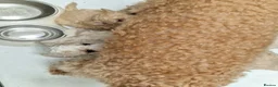 Poochon dogs for sale: Health-Tested Poochon Puppies – Ready 29th May in Carmarthen - Advert 13