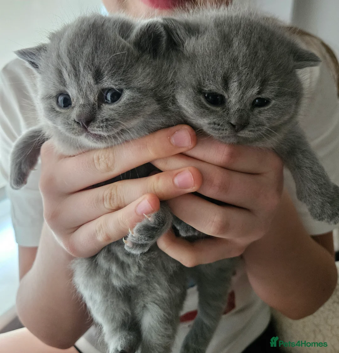 British Shorthair cats for sale: Champion British Shorthair Kittens GCCF Pure Breed - Advert 5