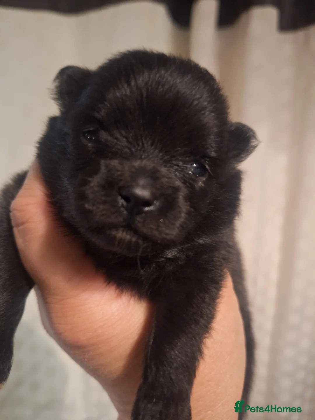 Pomeranian dogs for sale: Tiny Pomeranian Pups - Advert 13