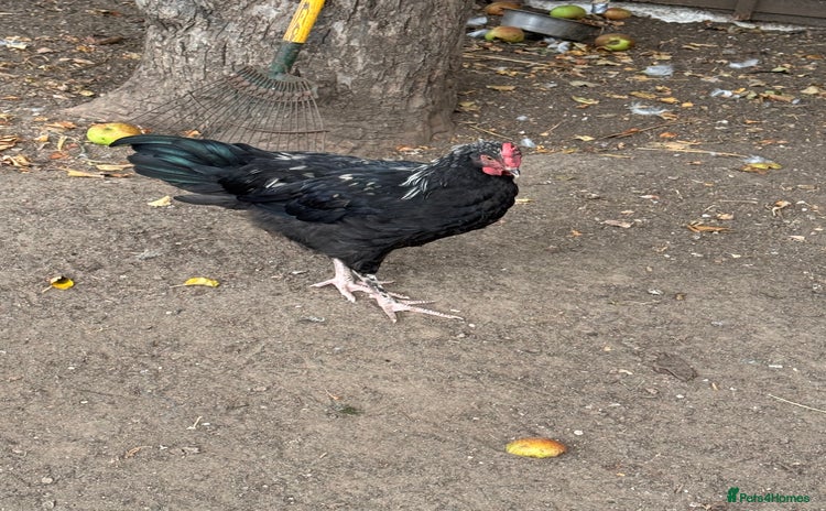 Chickens poultry - Advert 7