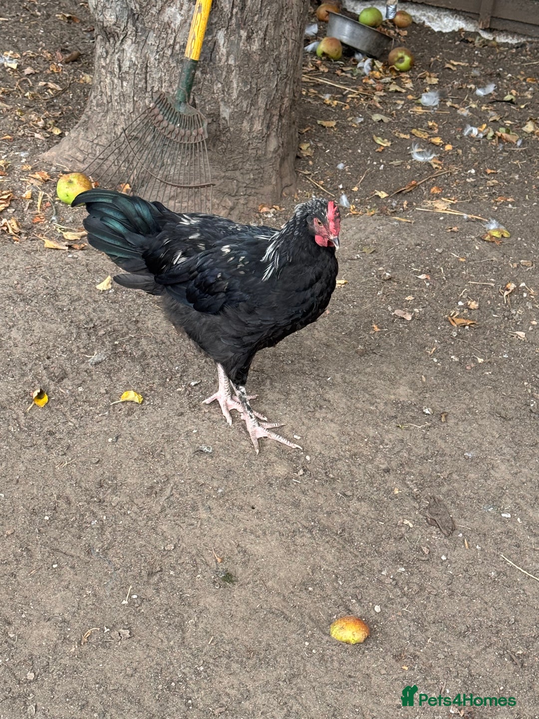 Chickens poultry for sale: Silver Marren Cockerel - Image 1