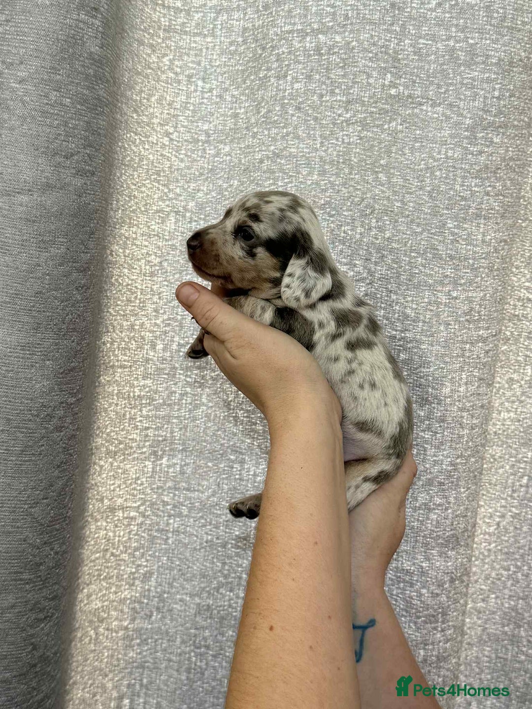 Miniature Dachshund dogs for sale: Miniature dachshunds  - Image 7