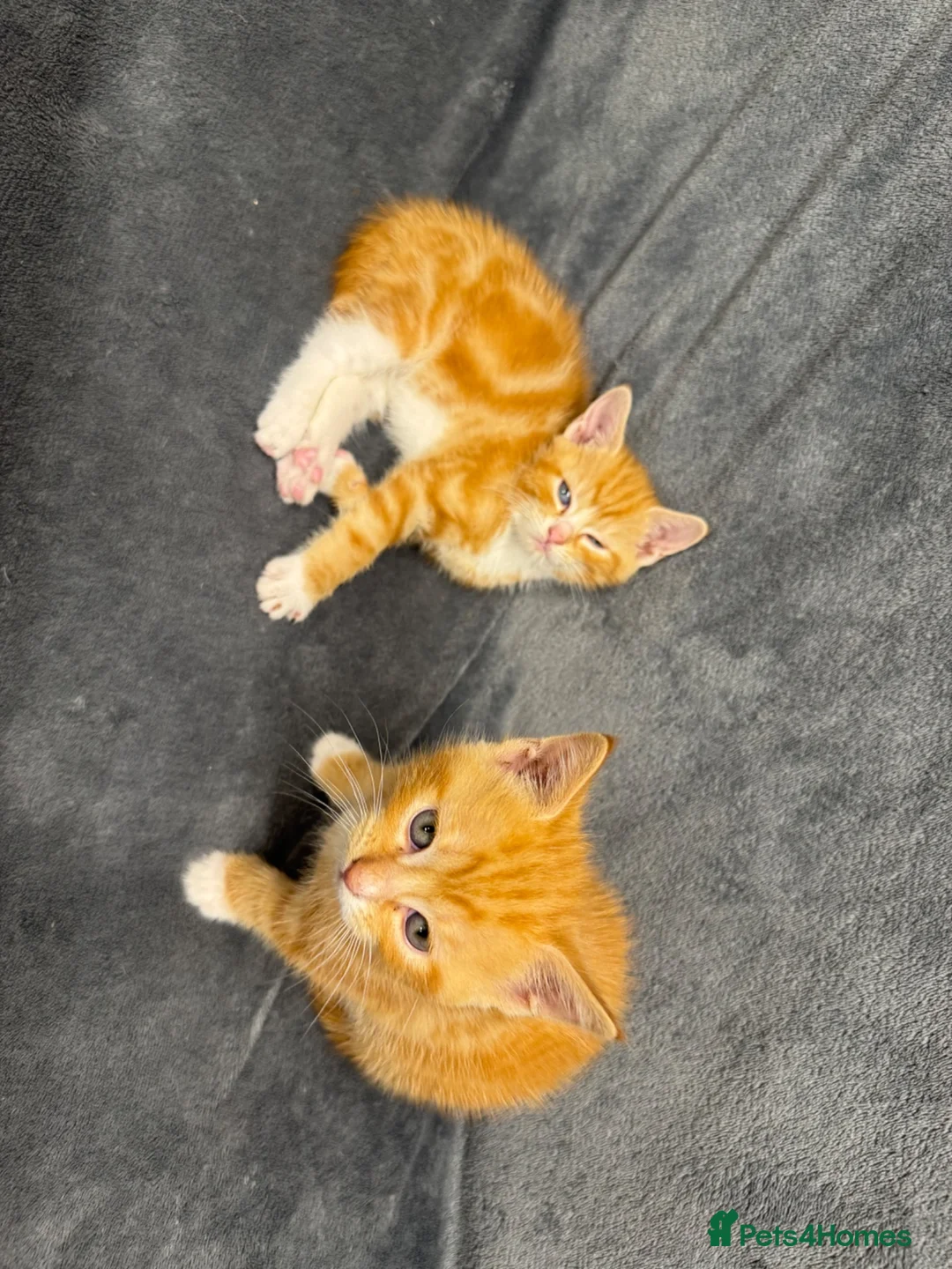 Mixed Breed cats for sale: Sell mother and kitten  in Romford - Advert 7