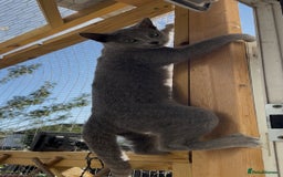 Russian Blue cats for sale: Russian blue  in Luton - Image 2