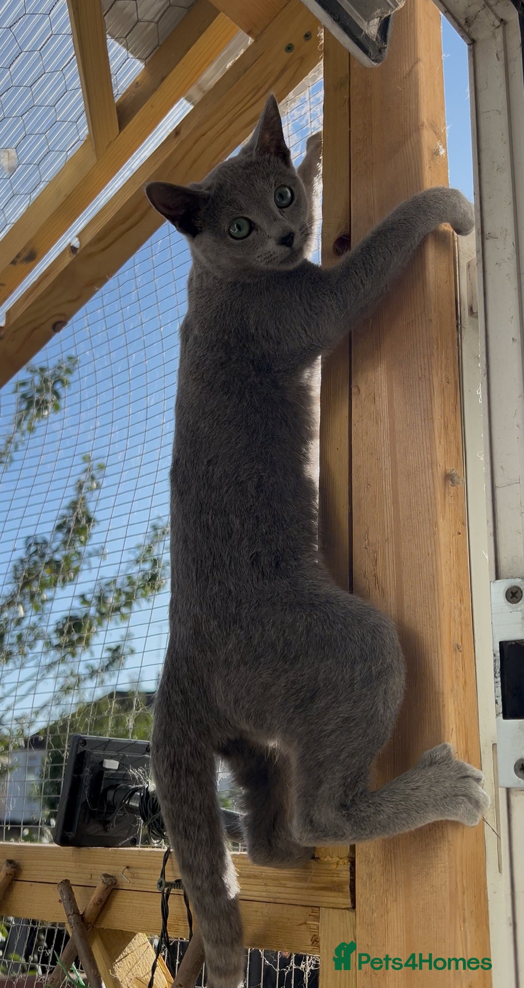 Russian Blue cats for sale: Russian blue  in Luton - Image 2