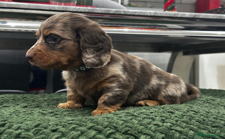 Miniature Dachshund dogs Ready Now Long Hair Miniature Dachshund males - Advert 14