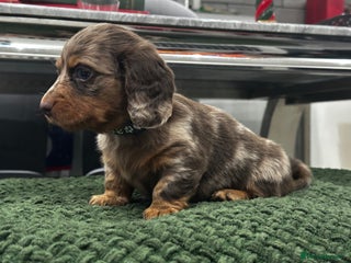 Miniature Dachshund dogs Ready Now Long Hair Miniature Dachshund males - Advert 16