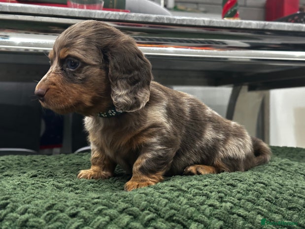 Miniature Dachshund dogs Ready Now Long Hair Miniature Dachshund males - Advert 1