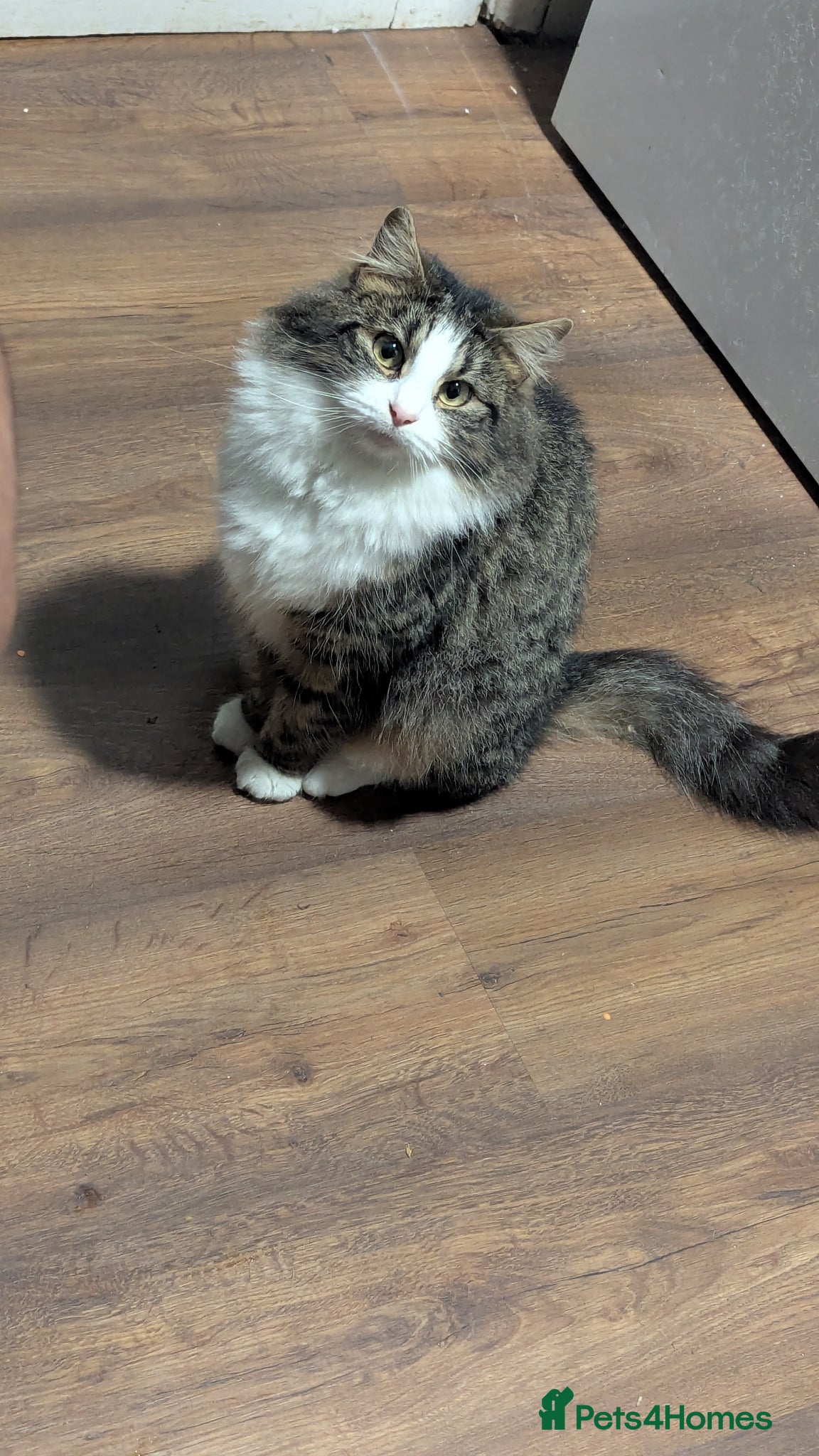 Mixed Breed cats Kittens for sale  - Advert 2