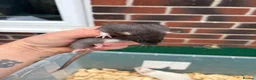 Rat rodents for sale: Male rats for sale  - Advert 5