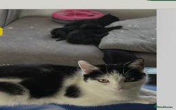 Mixed Breed cats for sale: Ready now beautiful boy chipped - Image 4