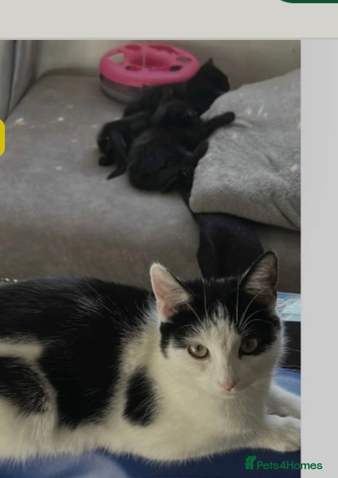 Mixed Breed cats for sale: Ready now beautiful boy chipped - Image 4