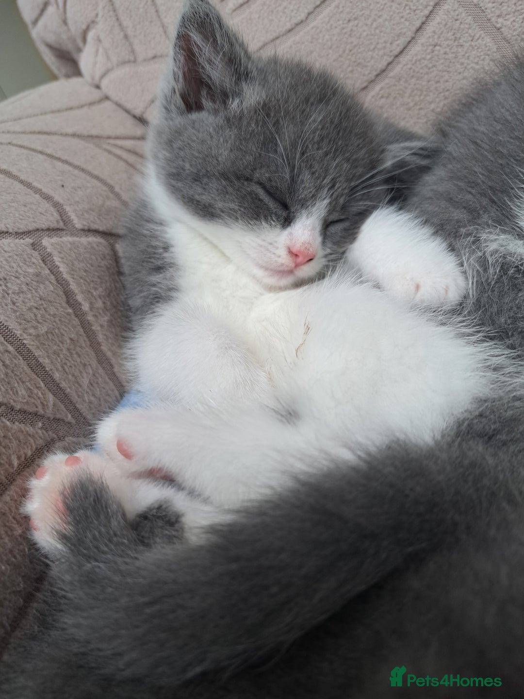 British Longhair cats for sale: Beautiful British longhair kittens  - Image 3