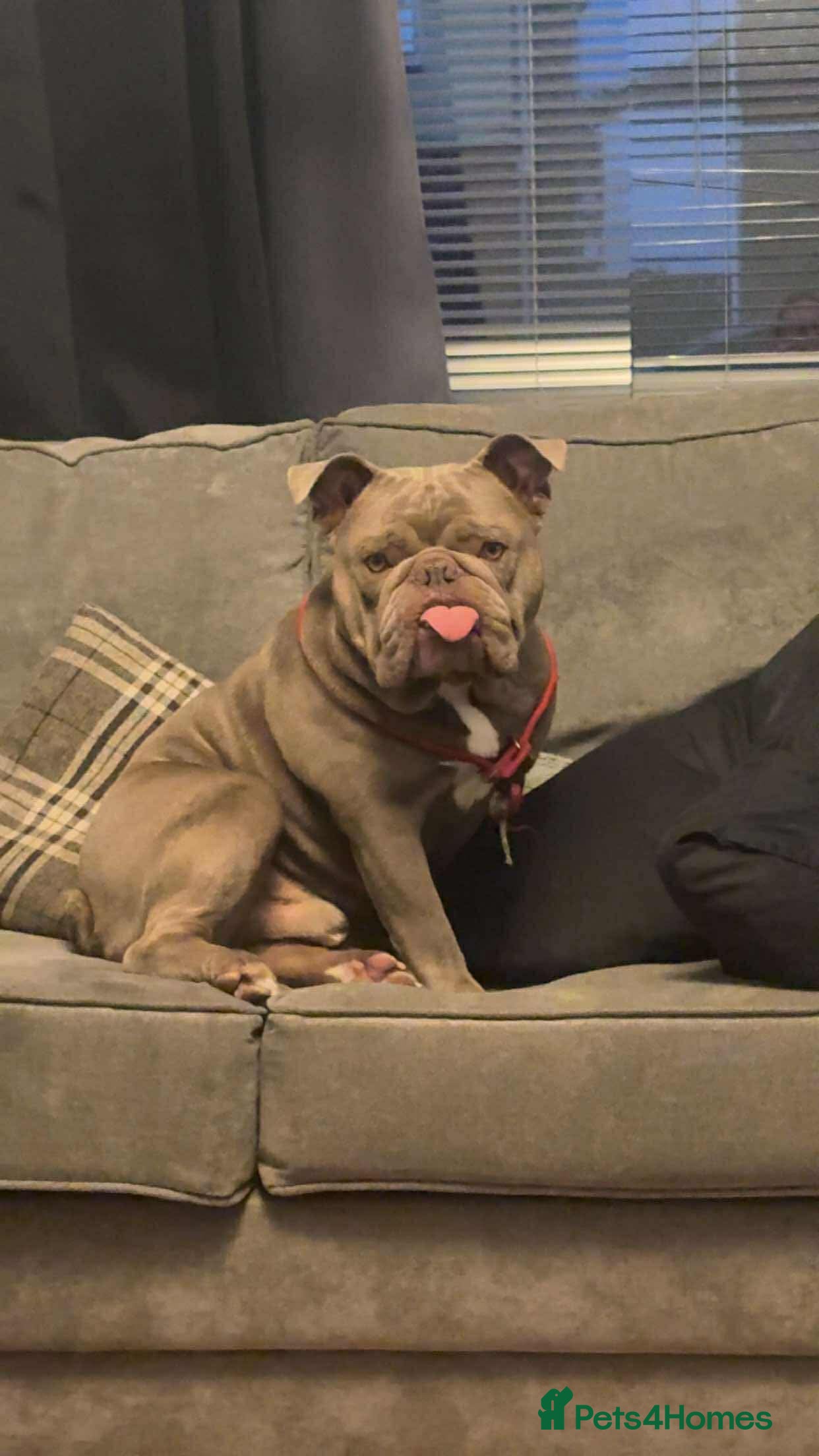 English Bulldog dogs Tank (English Bulldog) - Advert 1