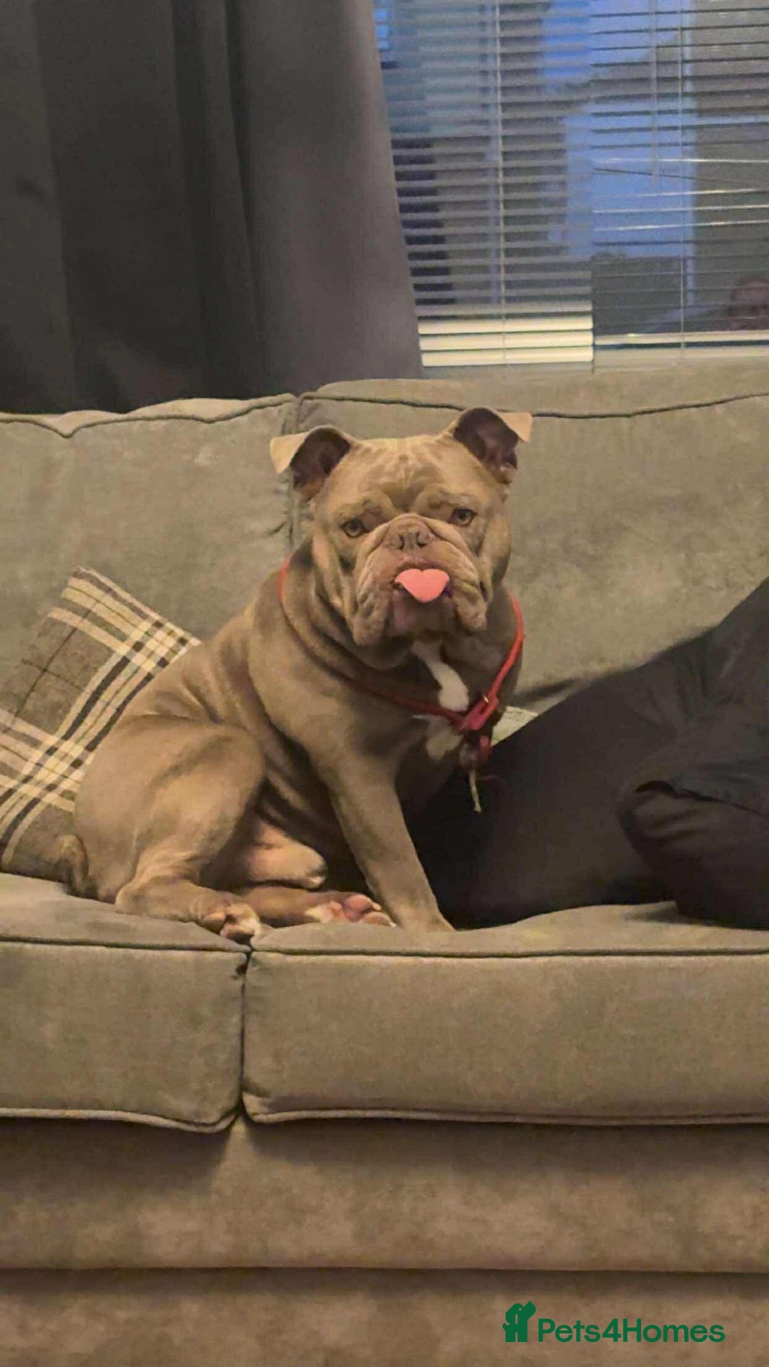 English Bulldog dogs for sale: Tank (English Bulldog) - Advert 1