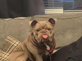 English Bulldog dogs Tank (English Bulldog) - Advert 2