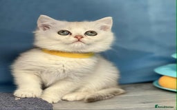 British Shorthair cats for sale: Stunning BSH golden/silver Kittens TICA - Image 5