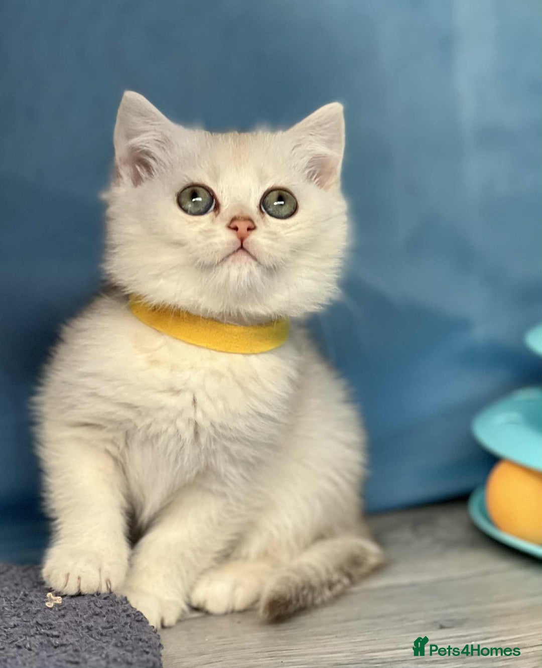 British Shorthair cats for sale: Stunning BSH golden/silver Kittens TICA - Image 5