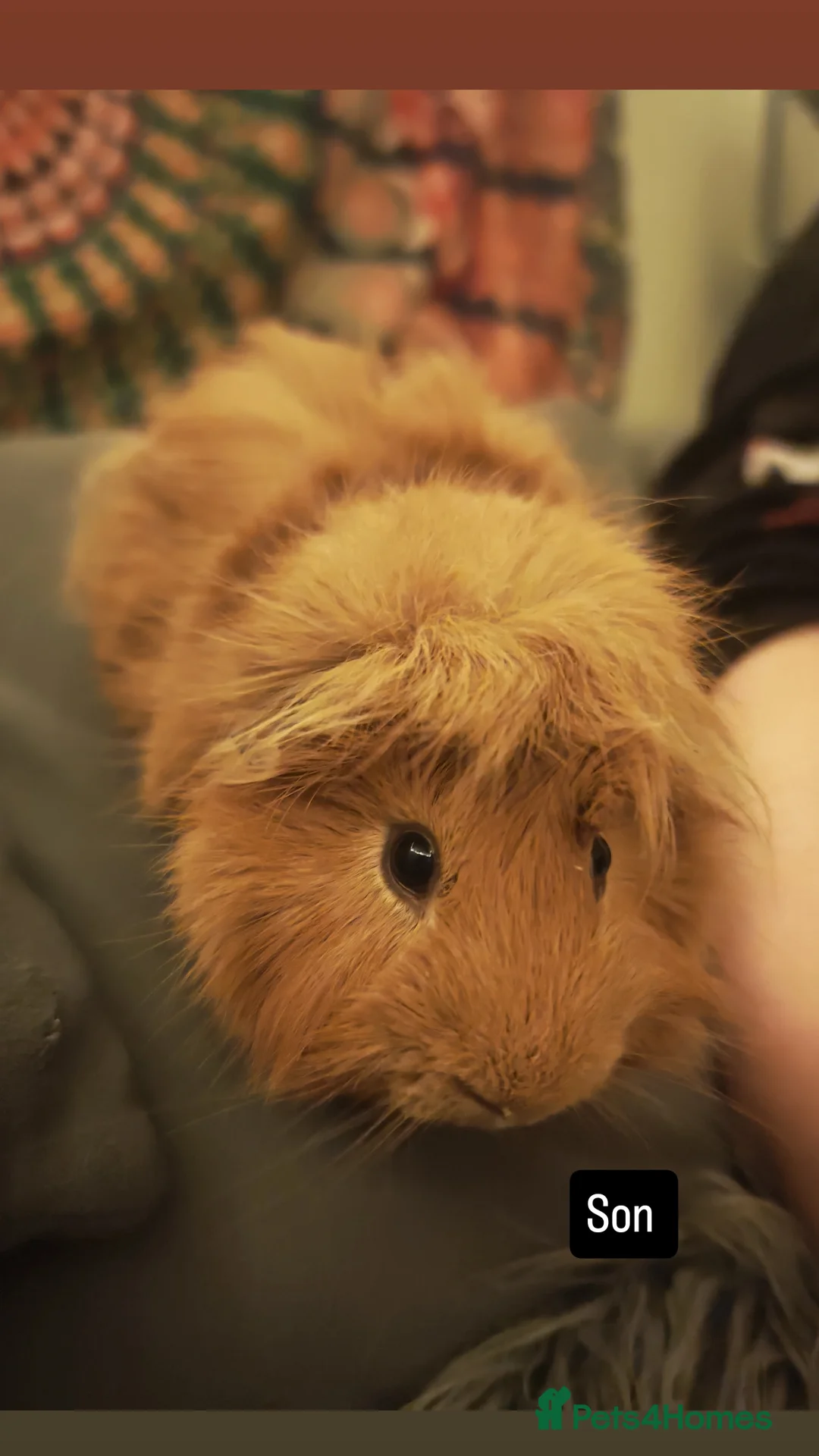 Guinea Pig rodents for sale: 5x male guinea pig  - Advert 4