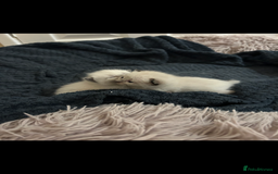 Ragdoll cats for sale: 4 beautiful pure ragdoll kittens  - Image 14