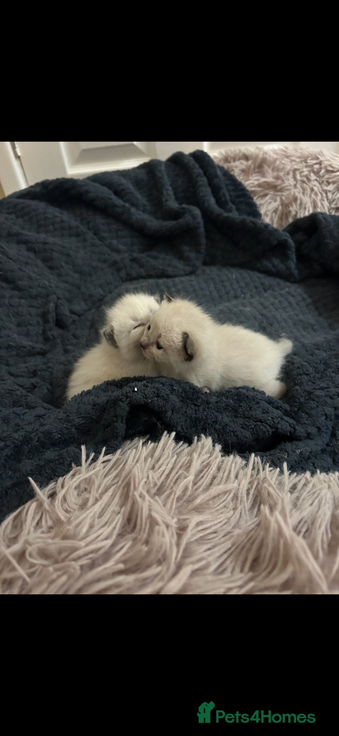 Ragdoll cats for sale: 4 beautiful pure ragdoll kittens  - Image 14