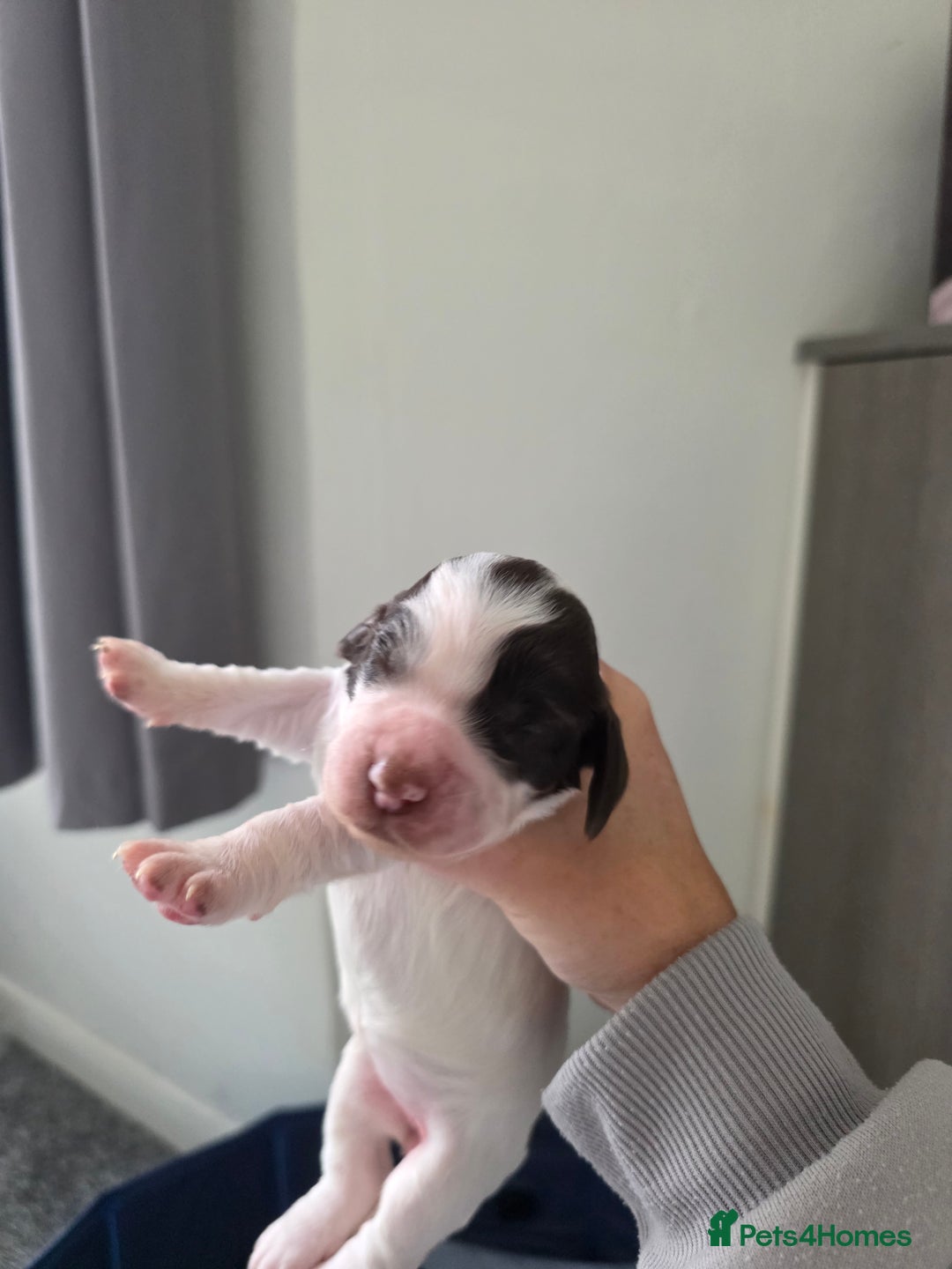 Sprocker dogs for sale: Sprocker puppies  - Image 6