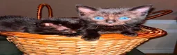 Mixed Breed cats for sale: Stunning ragdoll mix kittens  - Advert 16