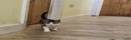 Mixed Breed cats for sale: Kittens for sale  - Advert 3