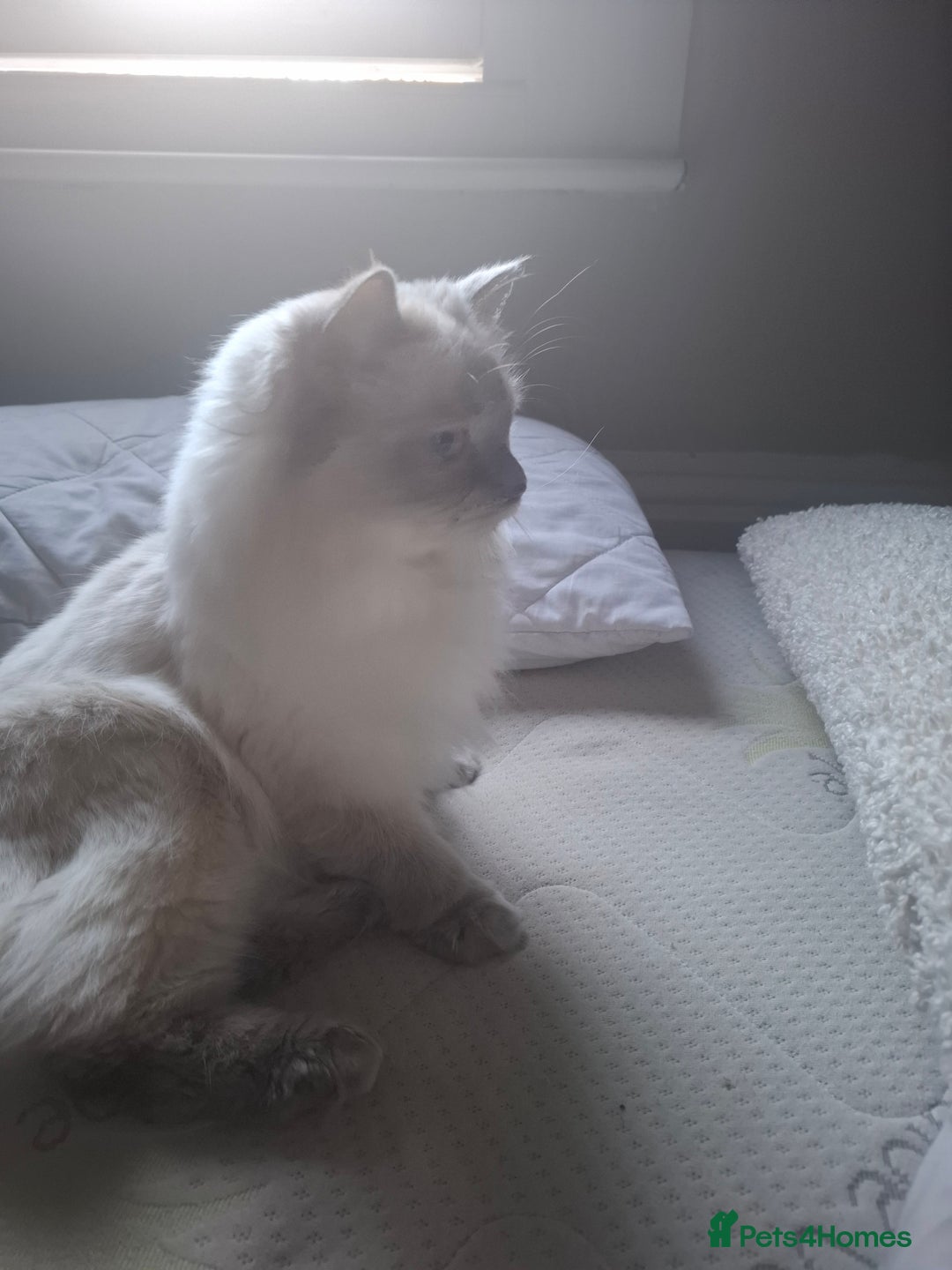 Ragdoll cats for sale: *Ragdoll Girl for sale!* - Image 5