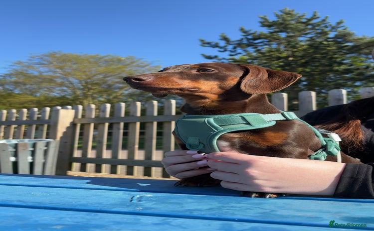 Miniature Dachshund dogs - Advert 2
