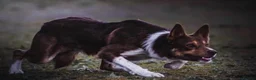 Border Collie dogs for sale: Two red & white ISDS registered male pups in Stone - Advert 3
