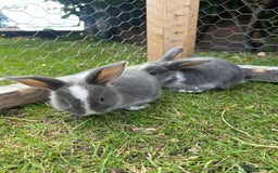 Mini Lop rabbits for sale: Mini Lop babies - Image 11