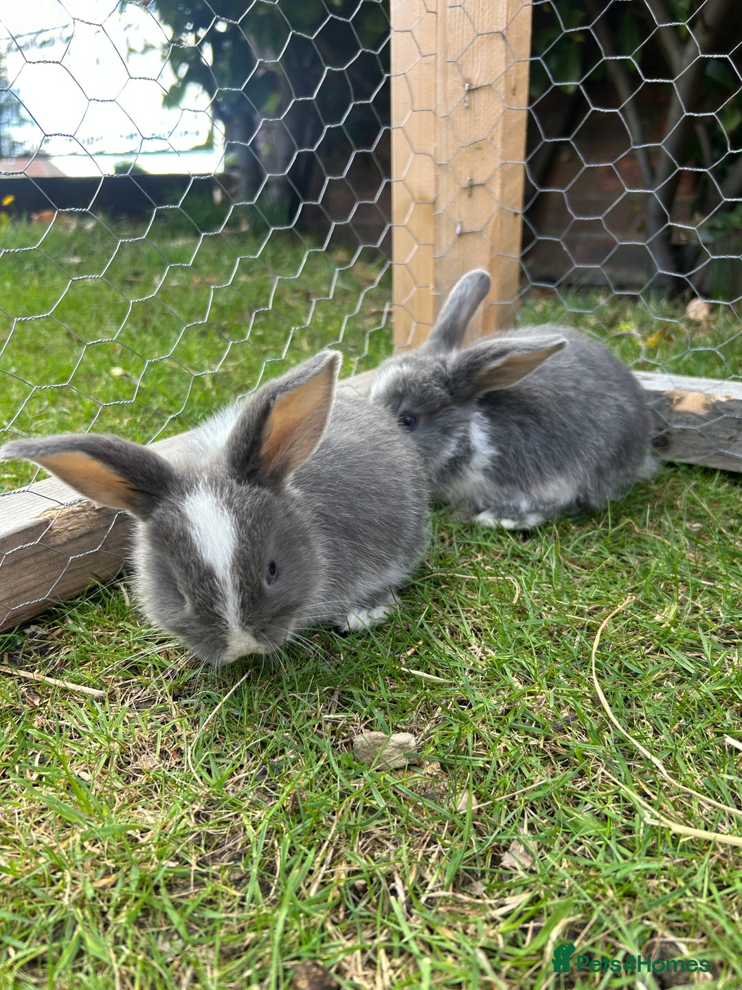 Mini Lop rabbits for sale: Mini Lop babies - Image 11