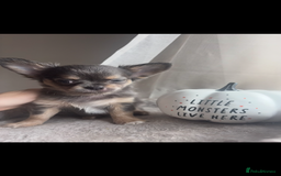 Chihuahua dogs for sale: READY TO LEAVE SOON Tiny Blue Longhair Chihuahua  - Advert 4