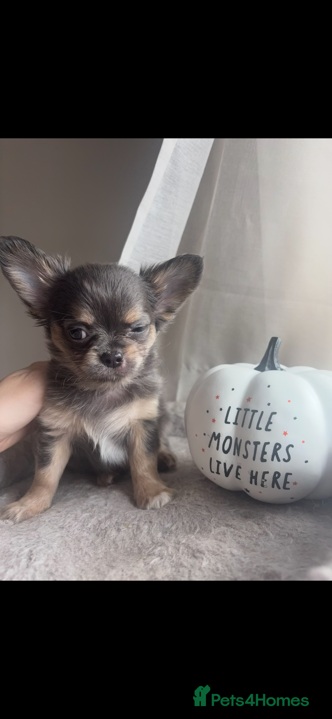 Chihuahua dogs for sale: READY TO LEAVE SOON Tiny Blue Longhair Chihuahua  - Advert 4
