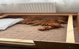Hungarian Vizsla dogs for sale: Hungarian Vizsla - Image 9
