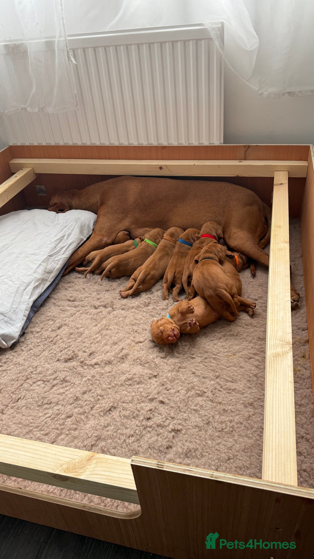 Hungarian Vizsla dogs for sale: Hungarian Vizsla - Image 9