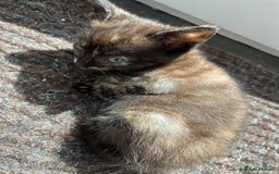 Domestic Shorthair cats for sale: 4 beautiful kittens  - Image 11