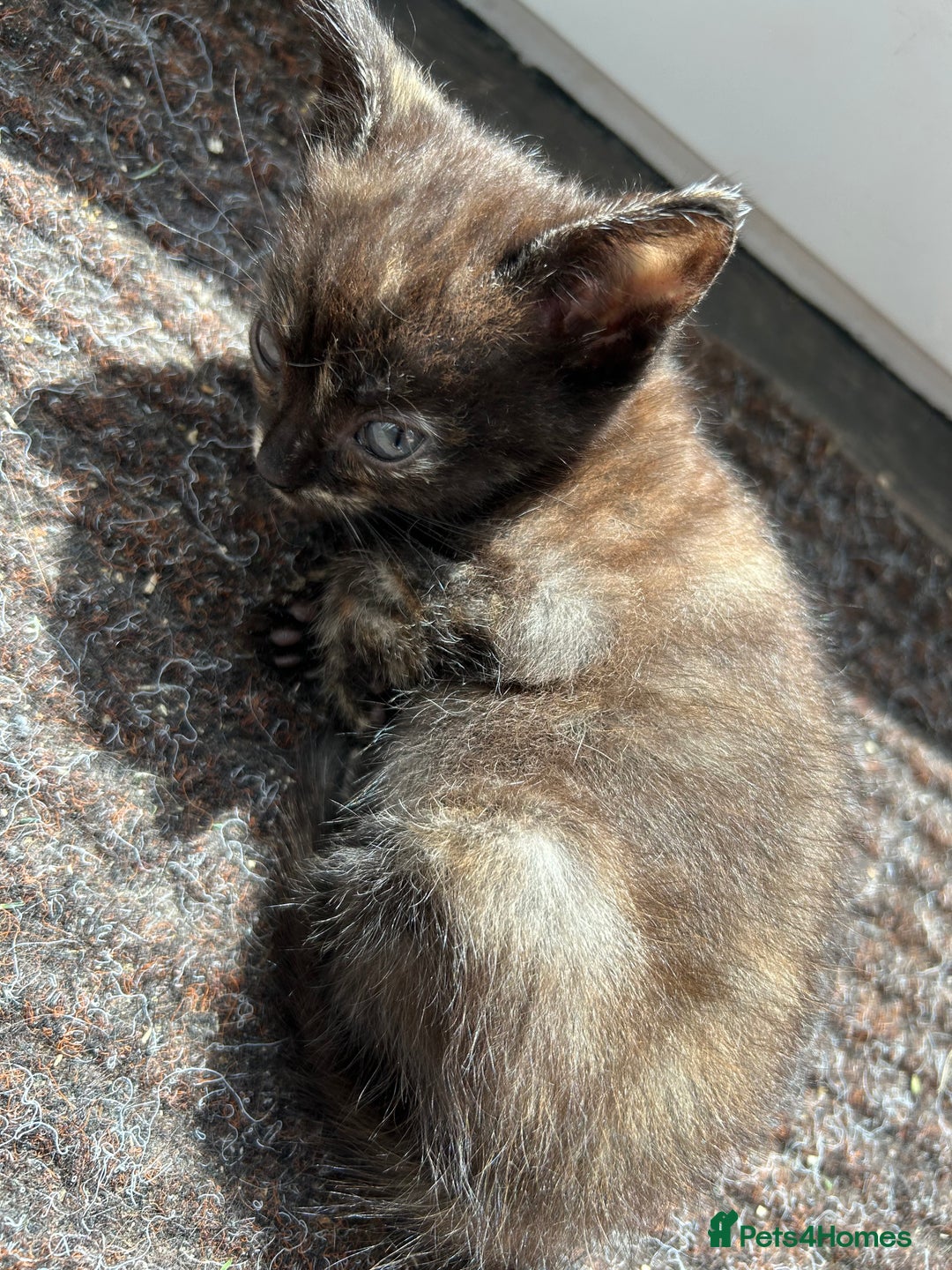 Domestic Shorthair cats for sale: 4 beautiful kittens  - Image 11