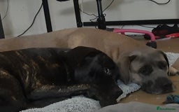 Mixed Breed dogs for sale: 8month old cane corse cross staff - Image 1